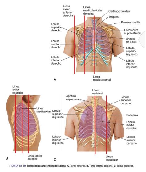 Semiología Y Salud TÓRAX Y PULMONES