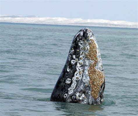 Como Viven Las Ballenas