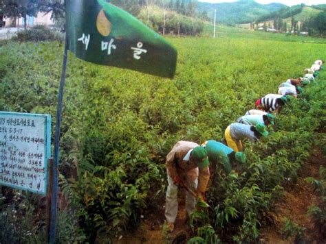 South Koreas Reforestation Campaign The Diplomat