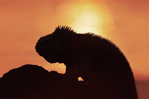 The Four Species of Iguanas in Galapagos Threatened with Extinction | Galápagos Conservancy