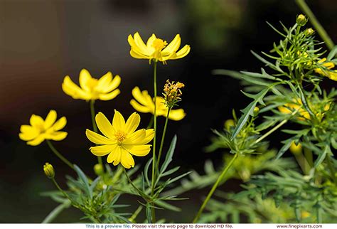 Yellow Cosmos flower 00002