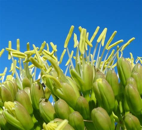 Agave attenuata flowers – OBLOG