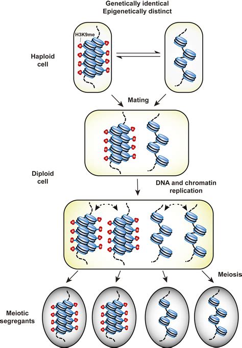 The Molecular Basis Of Heterochromatin Assembly And Epigenetic