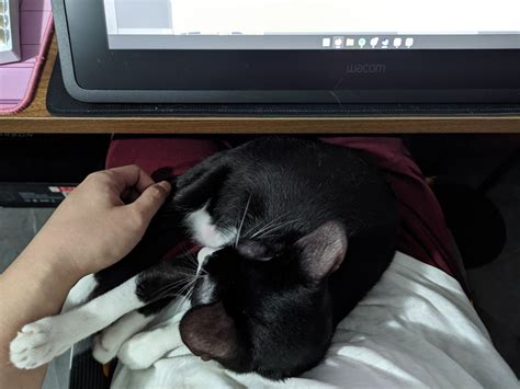 Scalizo Commissions Open 日本語を勉強してる！） On Twitter Drawing With A Cat