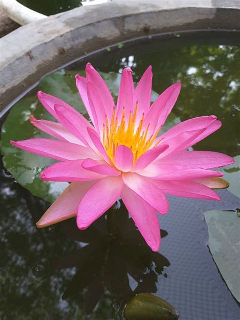 Tropic Star ISG Water Lily Aquatic Plants Water Lilies Flowers