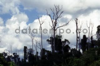 Lokasi Bekas Kebakaran Hutan Di Kilometer Dan Kaltim Datatempo