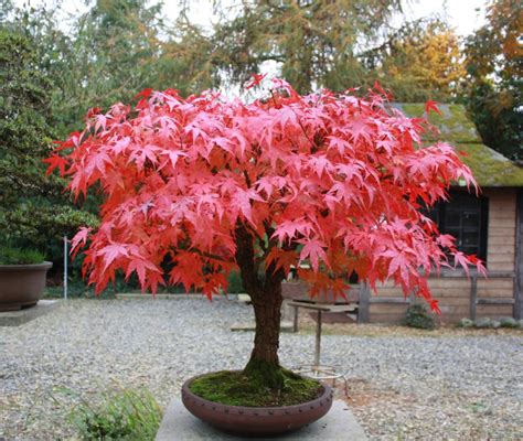 Erables Du Japon Vari T S Plantation Entretien Bienfaits Arbres