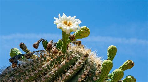 SAGUARO CACTUS FLOWER ESSENCE