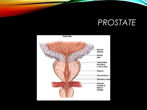 Benign Prostatic Hyperplasia Bph And Luts