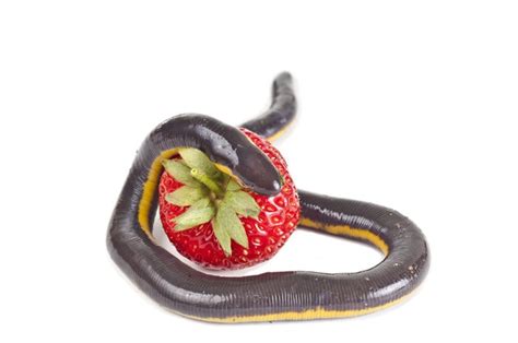 Caecilians are weirdly adorable?