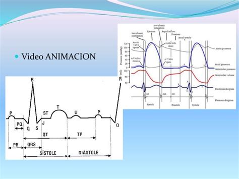 Electrocardiograma Normal Ppt