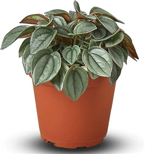 Peperomia Napoli Nights Live Plant For Indoor Different