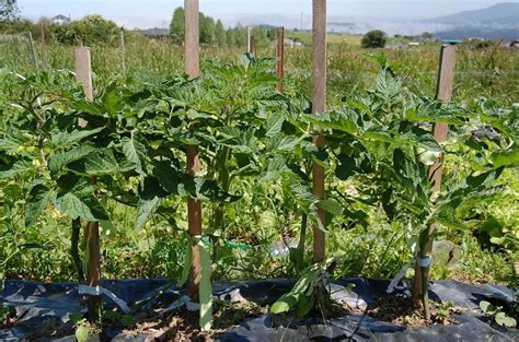 Prepara tu huerta en otoño consejos de jardineria Plantas