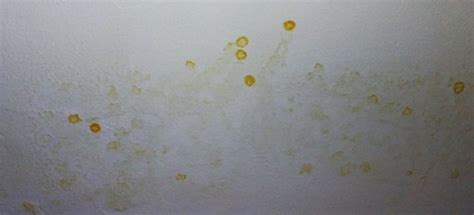 What Are The Yellow Spots On My Bathroom Walls Artcomcrea