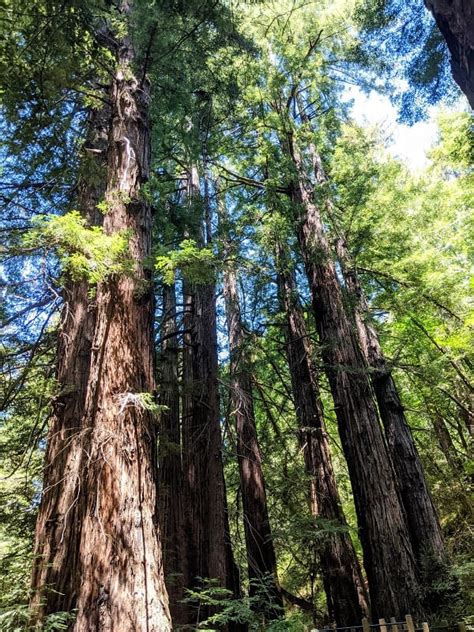 8 Gorgeous Big Sur Hiking Trails You Must Explore 2023 - Veggies Abroad