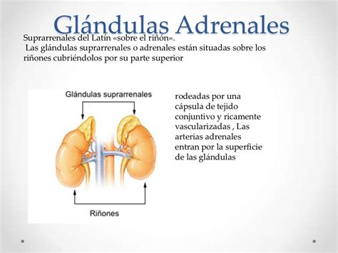 Glandulas Adrenales