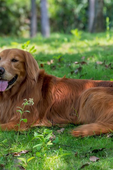 dog fur   cool  ryan mcgovern blog