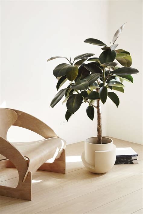 De Rubberplant Ficus Elastica Inrichting