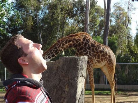 How Swallow A Giraffe