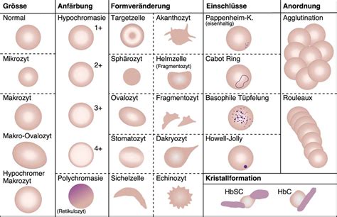 Interpretation Des Mikroskopischen Blutbildes Allgemeine Innere