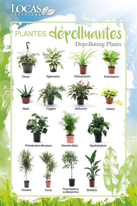 Plantes Feng Shui Qui Attirent Les Nergies Positives Artofit