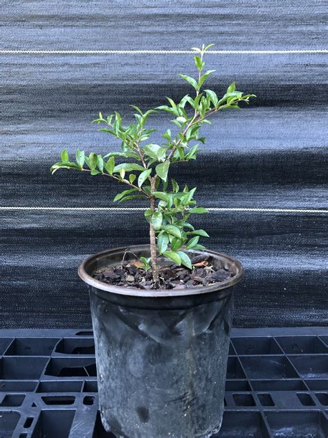 Dwarf Barbados Cherry Malpighia Punicifolia