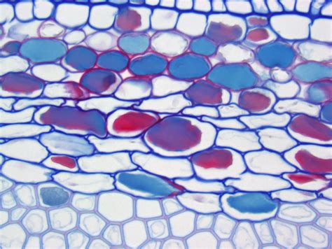 Plant Tissues Support Annular Collenchyma Atlas Of Plant And Animal