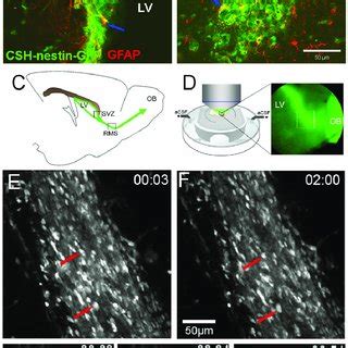 Ab Csh Nestin Gfp Showed Bright Gfp Cells Colocalized With Gfap