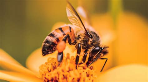 La Importancia De Las Abejas En El Mundo Maes Honey