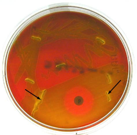 Bacteria Structure Growth Taxonomy Flashcards Quizlet