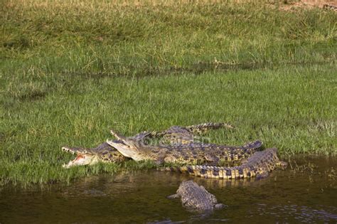 Nile Crocodiles Crocodylus Niloticus At The Banks Of River Victoria