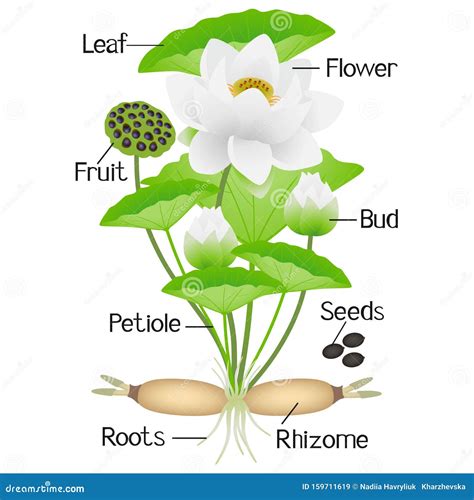 Lotus Flower Anatomy