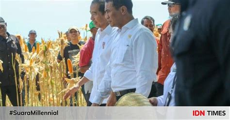 Bulog Diminta Serap Ribu Ton Jagung Di Ntb