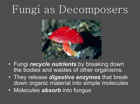 Ecology Of Fungi Ppt