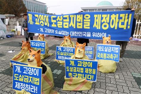 개·고양이 도살금지법 제정하라 국민일보