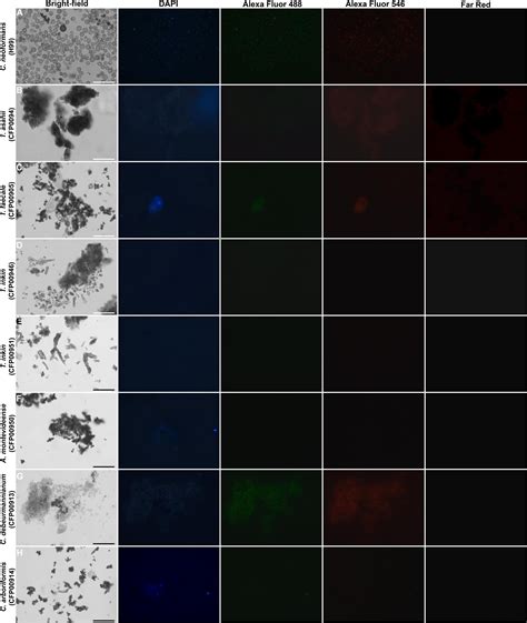 Frontiers Comparative Biophysical And Ultrastructural Analysis Of