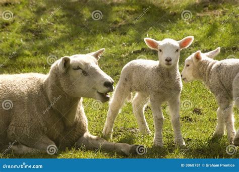 Two Spring Lambs Stock Image Image Of Ovine Merino Spring 3068781