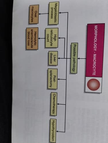 Morphology/possible pathology Flashcards | Quizlet