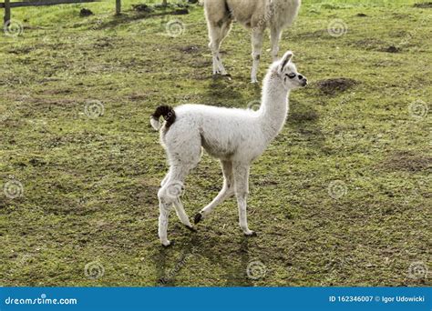 Little White Llama Grazes In The Meadow Stock Image Image Of Curious