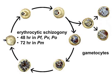 Life Cycle Of Plasmodium Ppt