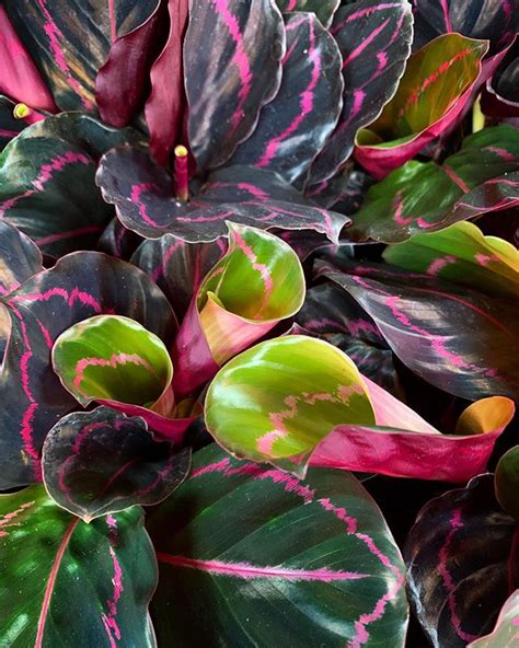 Calathea roseopicta ‘Dottie’ - our favorite hot pink house plant! Garden Goods Direct ...