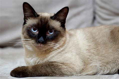 El Siamés – Pets4Good