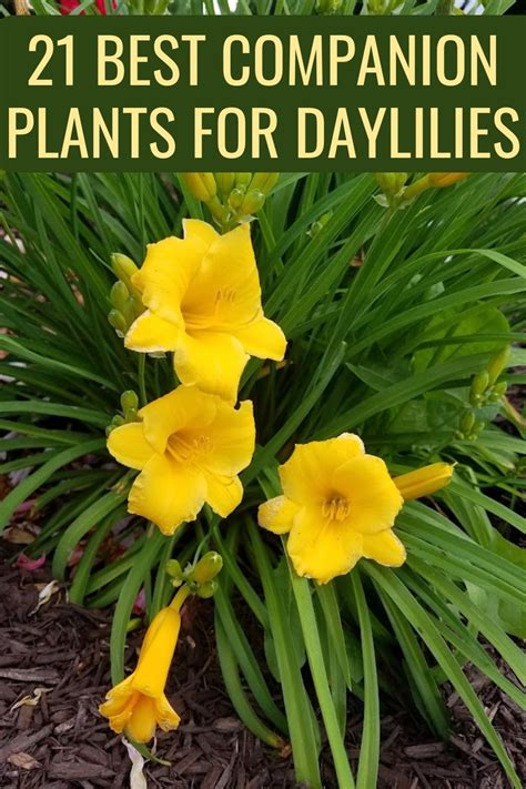 Best Companion Plants For Daylilies