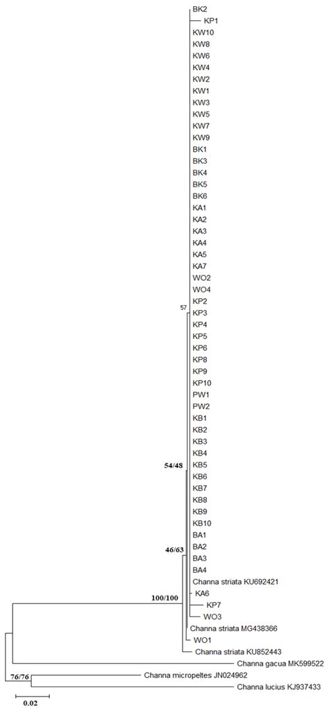 Phylogenetic tree showing monophyly between samples and their ...