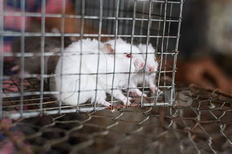 Baby white mice on sale as pets in cages at Galiff Street pet market, Kolkata, India, 2022 ...