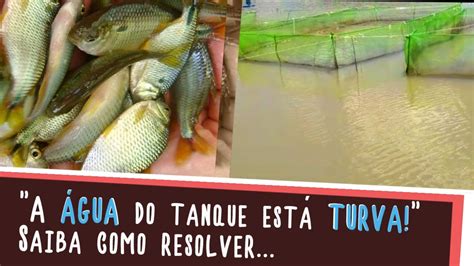 A Gua Do Tanque Est Turva E Os Peixes Est O Comendo Menos Aprenda