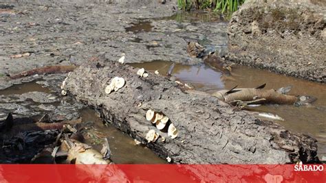 Centenas De Peixes Mortos Retirados Rio De Mirandela Portugal S Bado