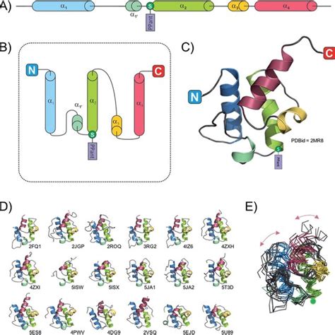 Interaction Between Thioesterase Te Domains And Pcps A Linear Download Scientific Diagram