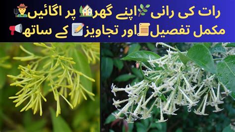 Raat Ki Ranicare How To Grownightqueen Cestrum Nocturnum Raat Ki