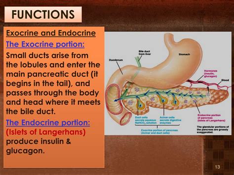 Ppt Pancreas Powerpoint Presentation Free Download Id2017084